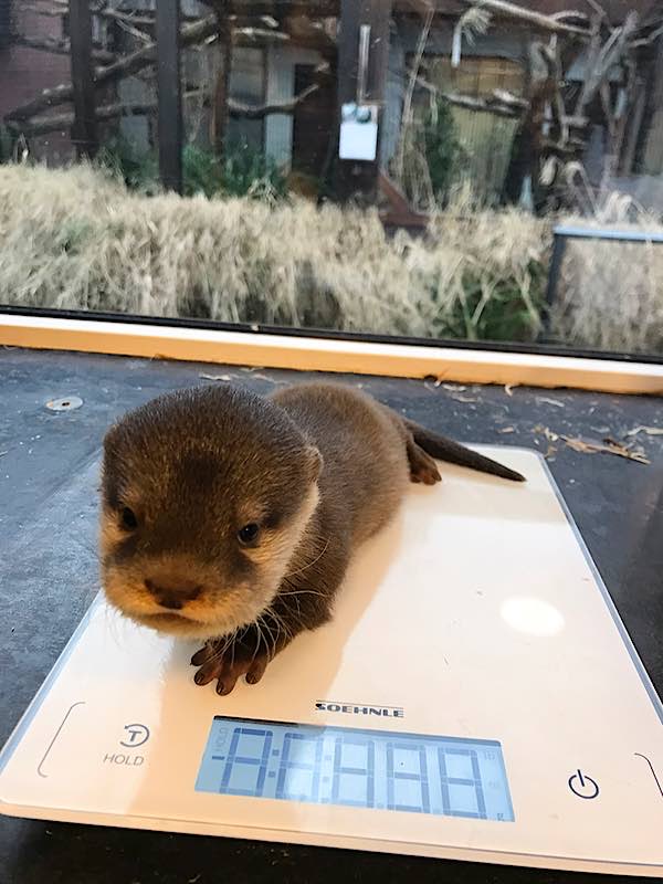 Alles gesund: Bei der ersten tierärztlichen Untersuchung wurde ebenfalls das Geschlecht der drei Otter-Welpen festgestellt. Es sind zwei Männchen und ein Weibchen. (Foto: Zoo Heidelberg)