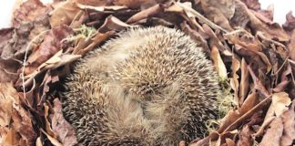 Igel im Winterschlaf (Foto: Pfalzmuseum für Naturkunde)