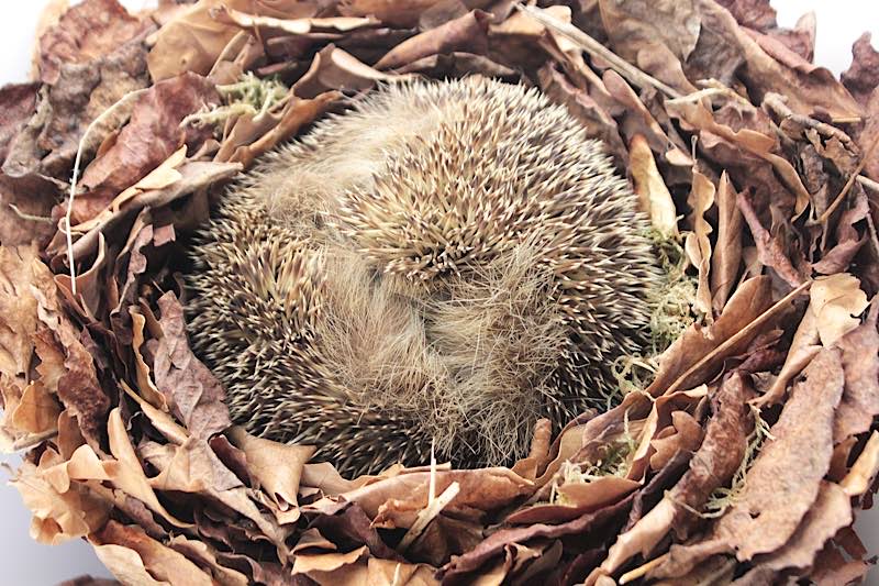 Igel im Winterschlaf (Foto: Pfalzmuseum für Naturkunde)