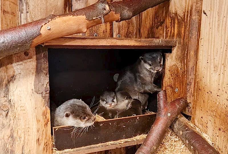 Der Nachwuchs bei den Asiatischen Kurzkrallenottern im Zoo Heidelberg entwickelt sich gut. (Foto: Zoo Heidelberg)