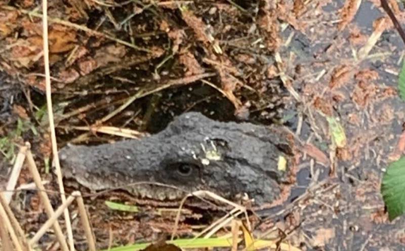 Das aufgefundene „Krokodil“ (Foto: Polizei RLP)