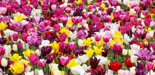 Symbolbild Blumen Tulpen (Foto: Peggy und Marco Lachmann-Anke)