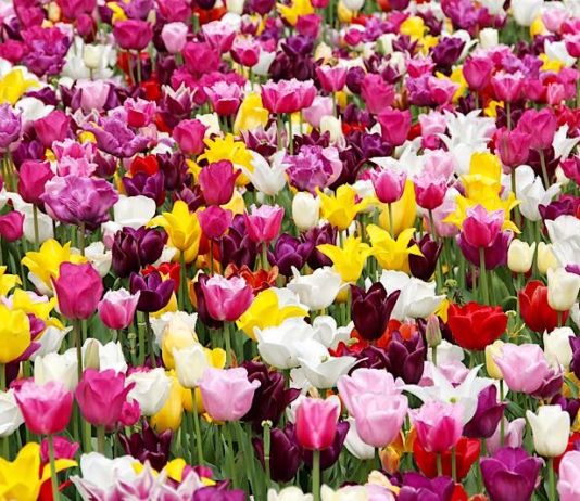 Symbolbild Blumen Tulpen (Foto: Peggy und Marco Lachmann-Anke)