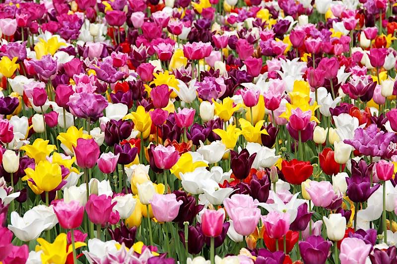 Symbolbild Blumen Tulpen (Foto: Peggy und Marco Lachmann-Anke)