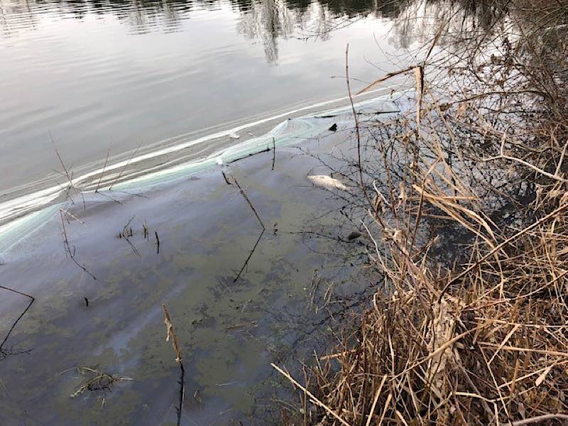 Wehlachweiher verunreinigt (Foto: Polizei RLP)