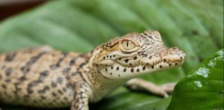 Das Kubakrokodil gilt als vom Aussterben bedroht. (Foto: Zoo Hoyerswerda)