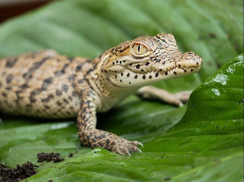 Das Kubakrokodil gilt als vom Aussterben bedroht. (Foto: Zoo Hoyerswerda)