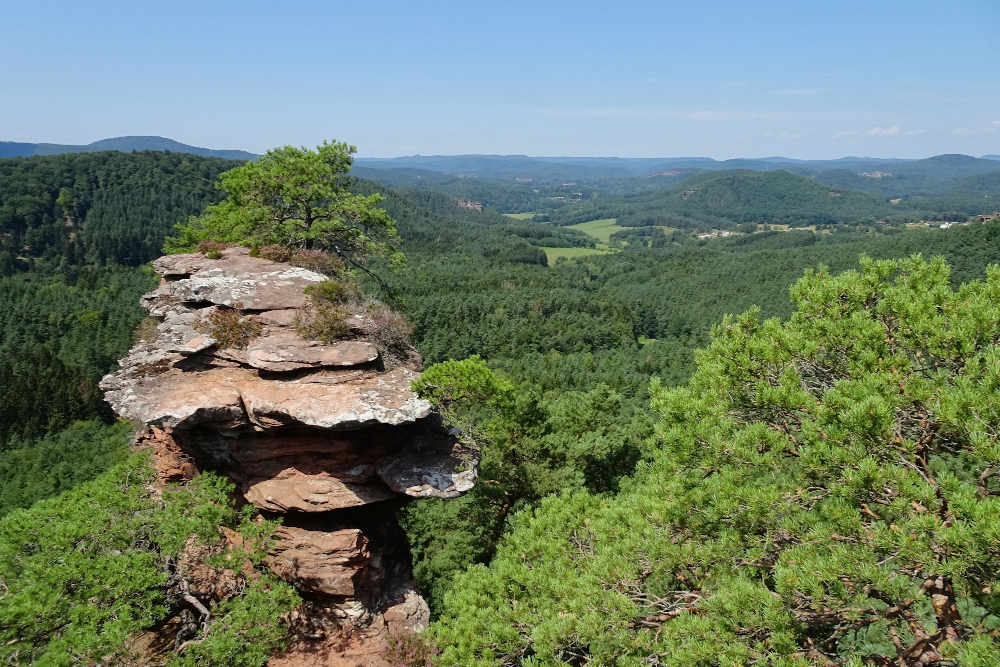 Umweltpraktikum in der Geschäftsstelle des Biosphärenreservats Pfälzerwald, das unter anderem das größte zusammenhängende Waldgebiet Deutschlands umfasst. Hier der Ausblick vom Buchkammerfels (Foto: BR/Yannick Baumann)