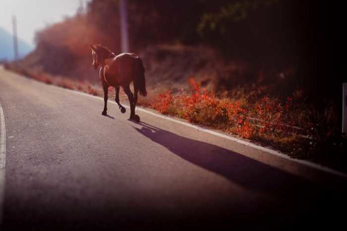 Symbolbild, Pferd, Straße © Giorgi Modzmana on Pixabay