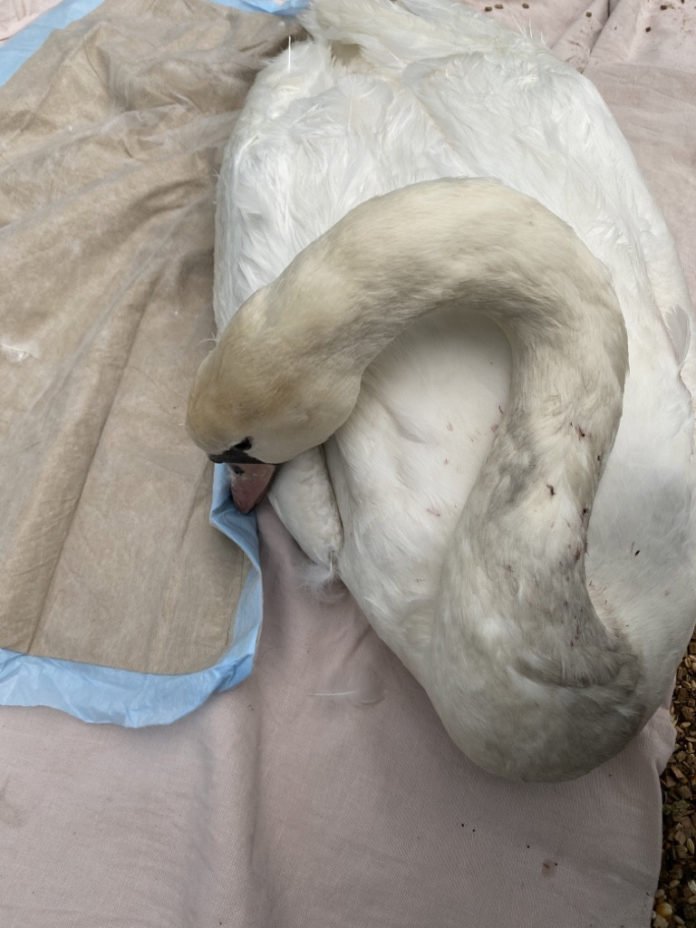 A5-Mörfelden_Verletzter Schwan befindet sich nun in guten Händen.
