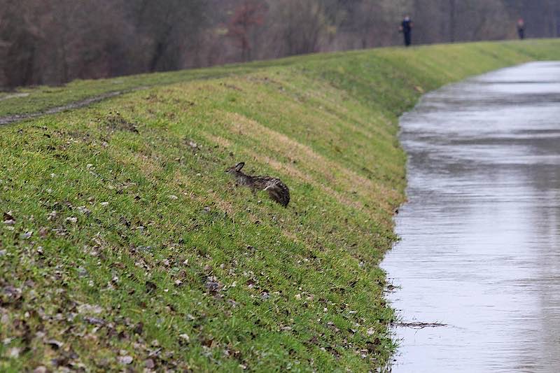 Das erschöpfte Reh erholt sich am Ufer (Foto: Thomas Riedel)