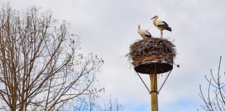 Störche (Foto: Zooschule Landau)