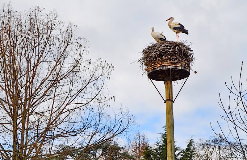 Störche (Foto: Zooschule Landau)