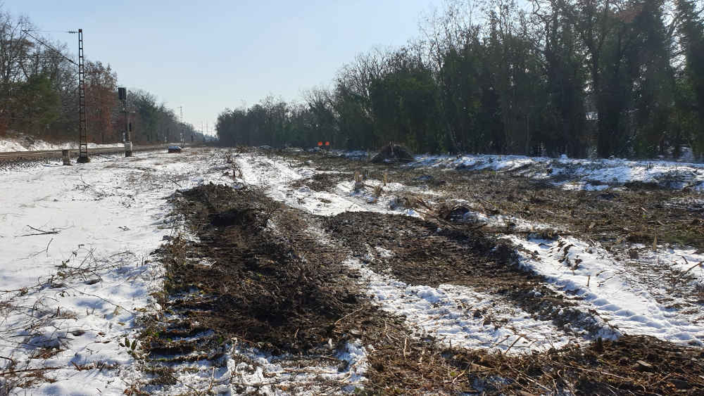 Rodung Schwetzingen-Hirschacker (Foto: DB)