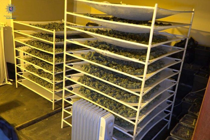 Geerntetes Marihuana