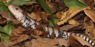 Schlange oder Leguan? Die Haut ist jedenfalls einmalig (Foto: Stadtpark Mannheim)