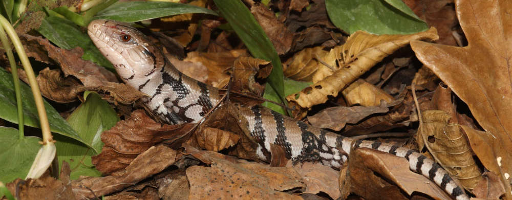 Schlange oder Leguan? Die Haut ist jedenfalls einmalig (Foto: Stadtpark Mannheim)