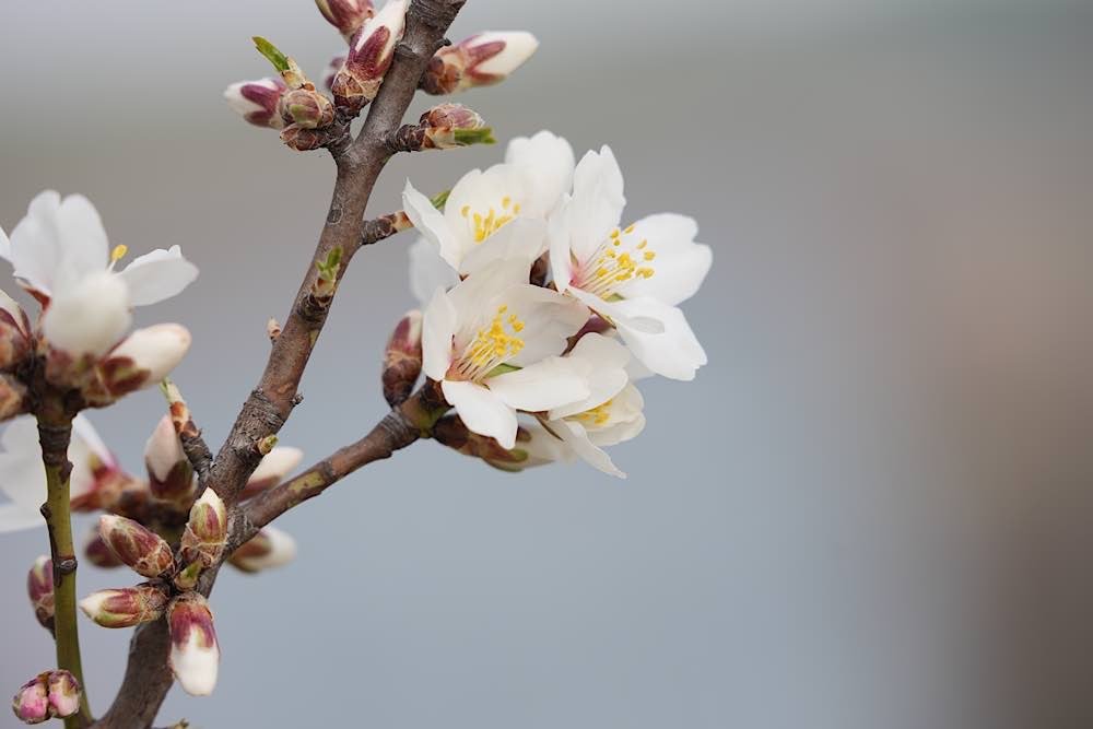 Neustadt Gimmeldingen Mandelblüten 2021 (Foto: Reinhard Schnell)