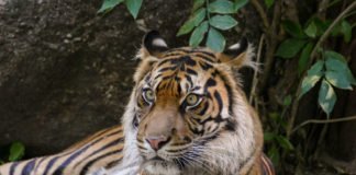 Tigerin Karis im Zoo Heidelberg hat Nachwuchs bekommen. (Foto: Zoo Heidelberg/Heidrun Knigge)