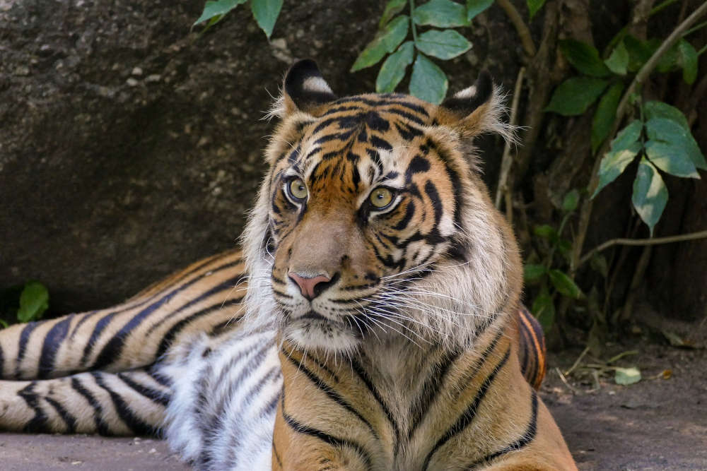 Tigerin Karis im Zoo Heidelberg hat Nachwuchs bekommen. (Foto: Zoo Heidelberg/Heidrun Knigge)