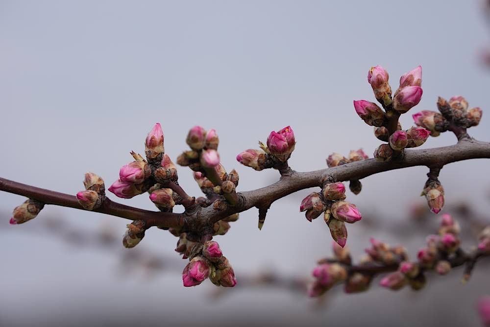 Neustadt Gimmeldingen Mandelblüten 2021 (Foto: Reinhard Schnell)