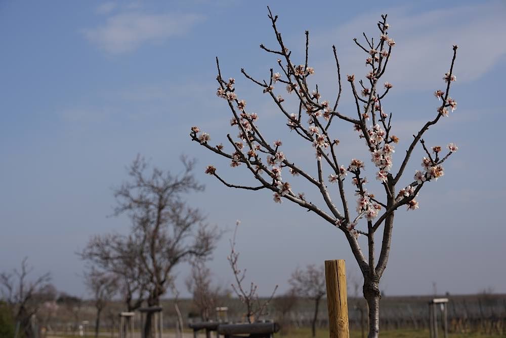 Neustadt Gimmeldingen Mandelblüten 2021 (Foto: Reinhard Schnell)