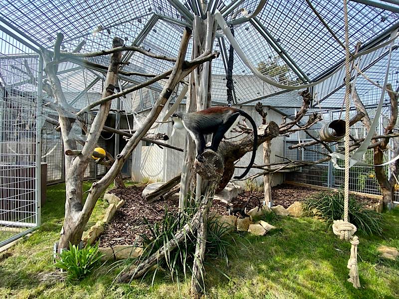 Blick ins Außengehege: Seile und Äste dienen den Affen als Klettermöglichkeiten. (Foto: Zoo Heidelberg)