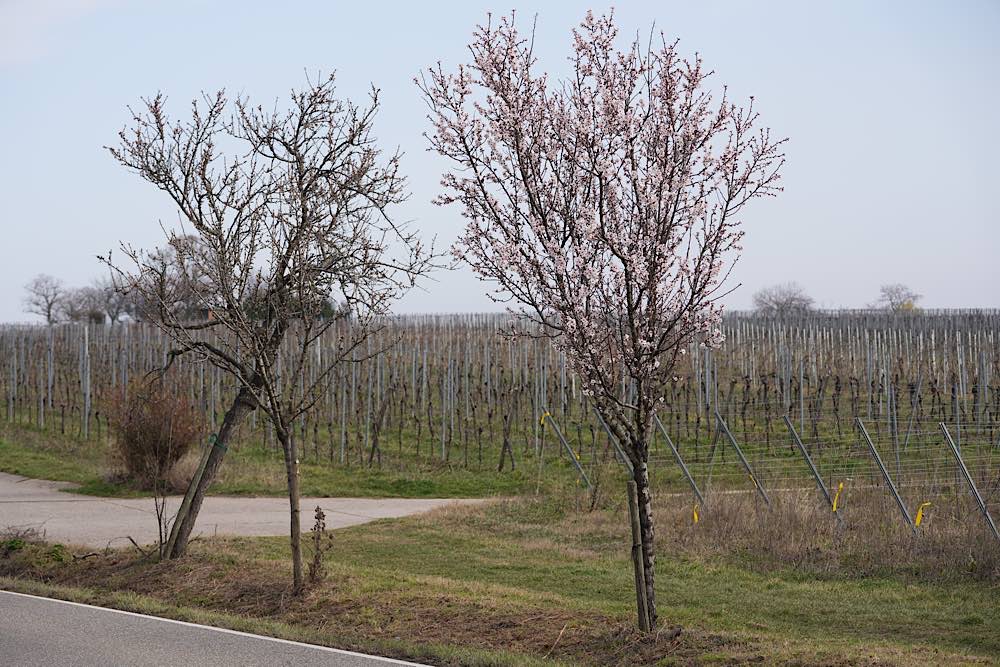 Neustadt Gimmeldingen Mandelblüten 2021 (Foto: Reinhard Schnell)