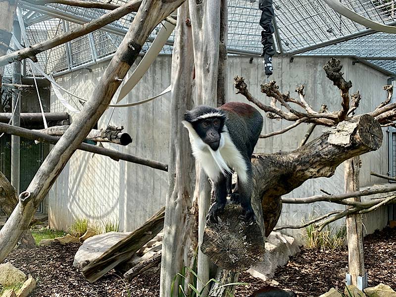 Roloway-Meerkatze auf der Außenanlage (Foto: Zoo Heidelberg)