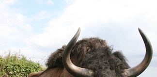 Ausflugsziel: Wildgehege am Karlstern, Käfertaler Wald (Foto: W. Rosendahl, Mannheim)