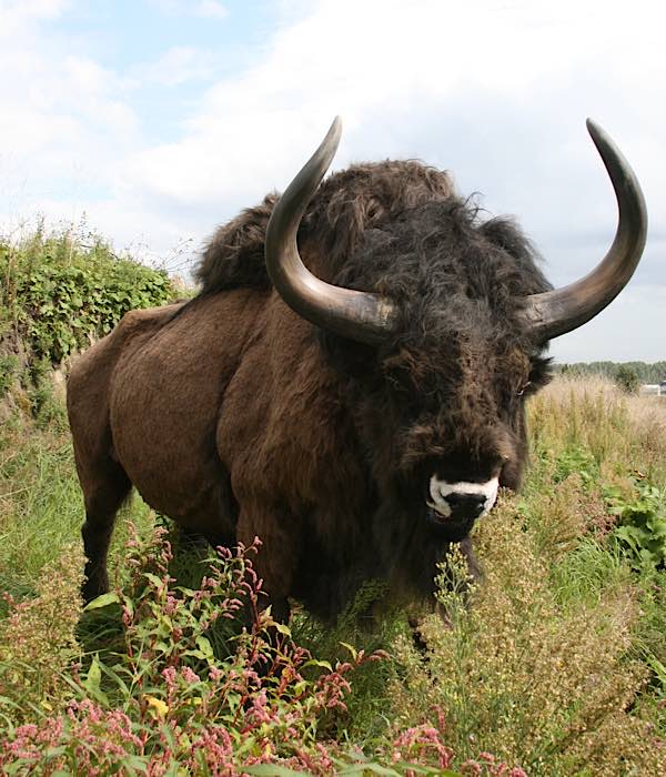 Ausflugsziel: Wildgehege am Karlstern, Käfertaler Wald (Foto: W. Rosendahl, Mannheim)