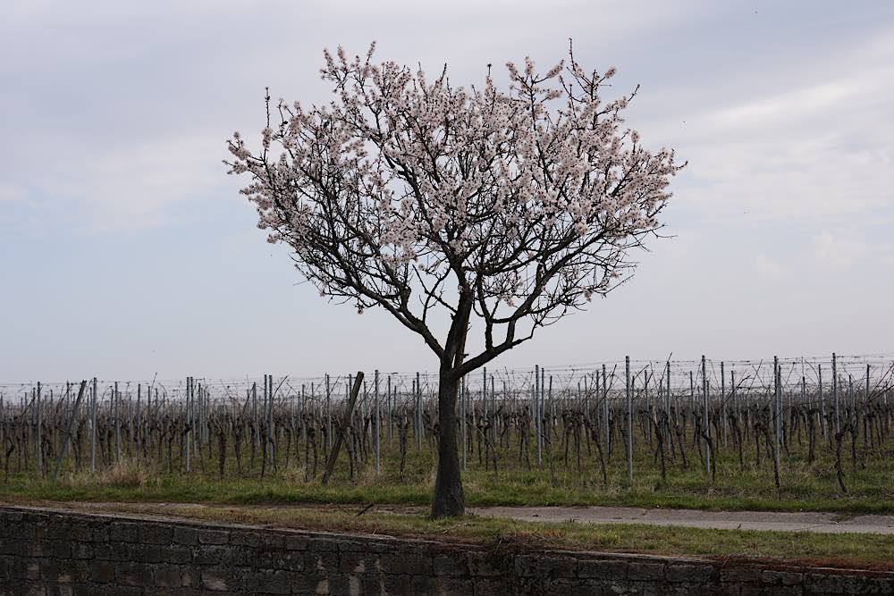 Neustadt Gimmeldingen Mandelblüten 2021 (Foto: Reinhard Schnell)