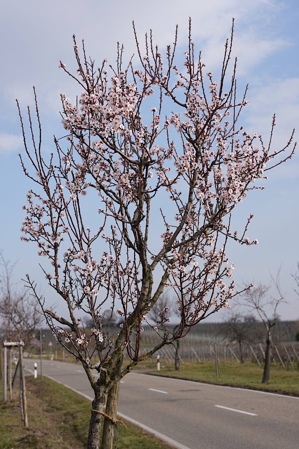 Neustadt Gimmeldingen Mandelblüten 2021 (Foto: Reinhard Schnell)