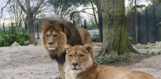 Die Berberlöwen Binta und Chalid erwarten die Besucher. (Foto: Zoo Heidelberg)