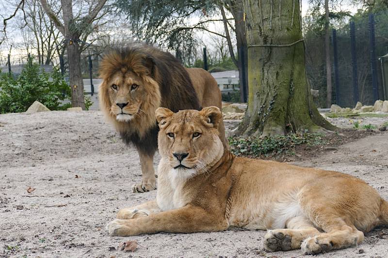 Die Berberlöwen Binta und Chalid erwarten die Besucher. (Foto: Zoo Heidelberg)