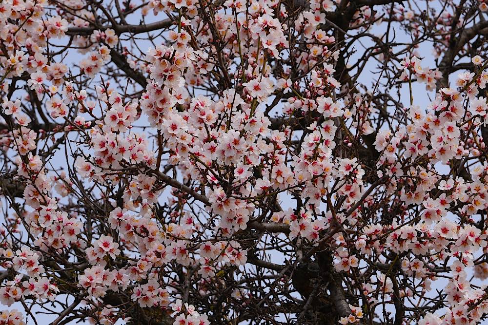 Neustadt Gimmeldingen Mandelblüten 2021 (Foto: Reinhard Schnell)