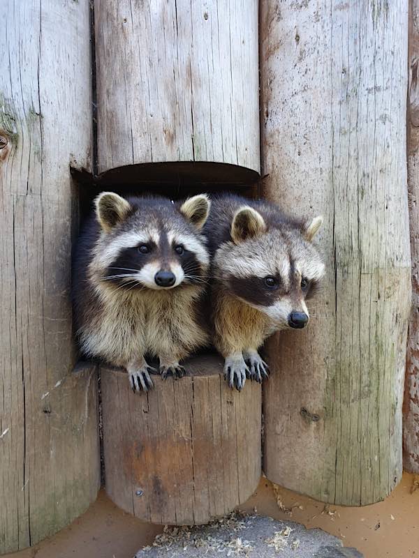 Waschbären im Zoo Heidelberg blicken neugierig aus ihrem Häuschen (Foto: Zoo Heidelberg)