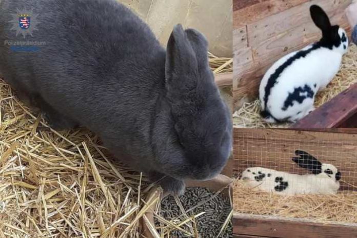 Wiener-Hase und seine zwei Gefährten gesucht