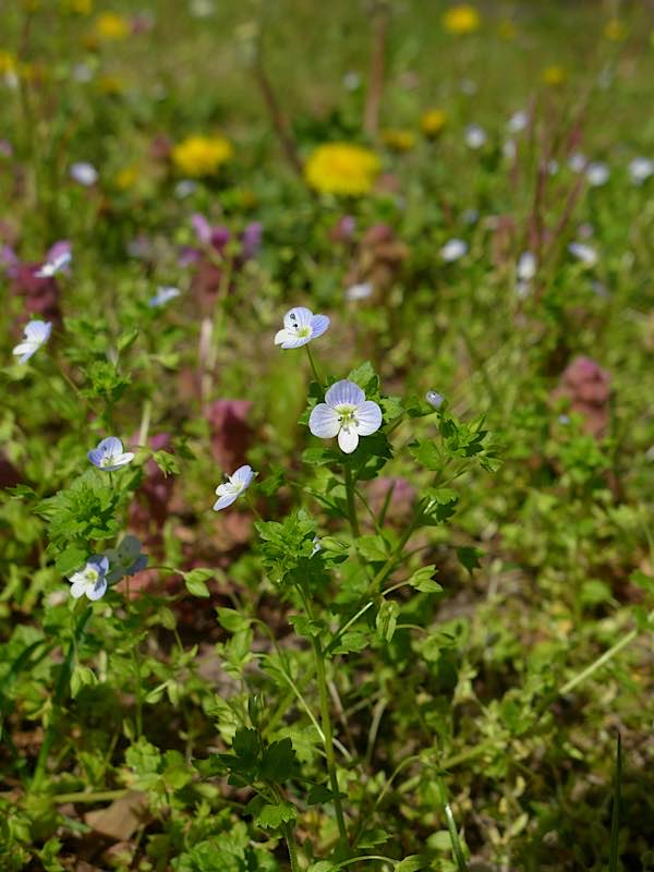 Blüten untersuchen im Outdoor-Programm des Pfalzmuseums (Foto: Pfalzmuseum für Naturkunde)