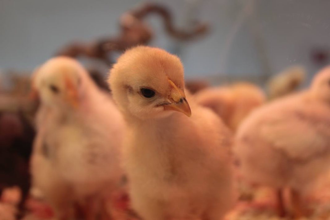 Neugierig auf das digitale Ferienprogramm (Foto: Pfalzmuseum für Naturkunde)