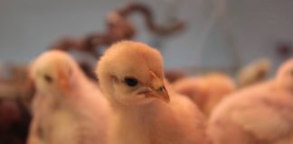 Neugierig auf das digitale Ferienprogramm (Foto: Pfalzmuseum für Naturkunde)