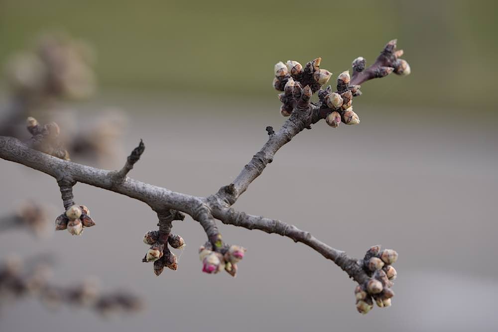 Neustadt Gimmeldingen Mandelblüten 2021 (Foto: Reinhard Schnell)