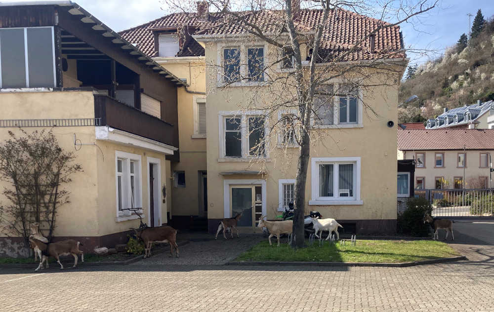 Ziegen auf dem Feuerwehrgelände (Foto: Feuerwehr Neustadt)