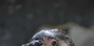 Pinguin (Foto: Stadt Landau)