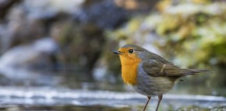 Rotkehlchen (Foto: NABU/Rolf Müller)