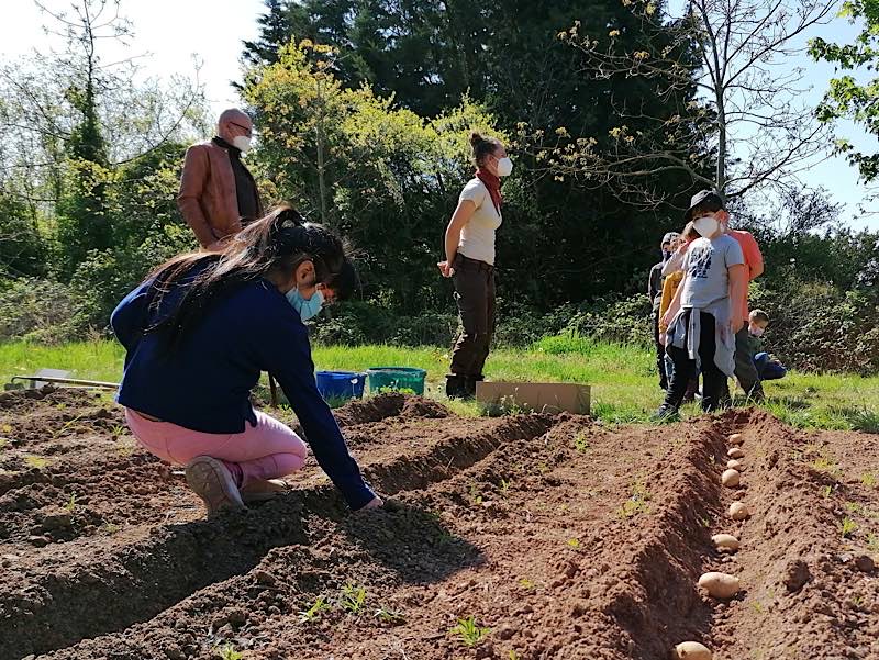 Im Schulgarten hinterm Kulturviereck haben die Kinder Kartoffelsetzlinge ausgebracht. (Foto: Gemeindeverwaltung Haßloch)