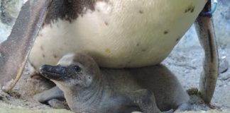 Pinguin-Küken im Nest (Foto: Zoo Landau)