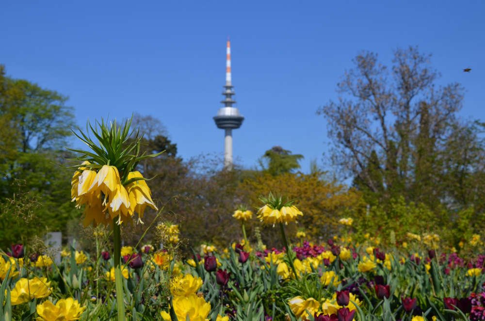 Symbolbild Luisenpark Mannheim (Foto: Stadtpark Mannheim gGmbH)