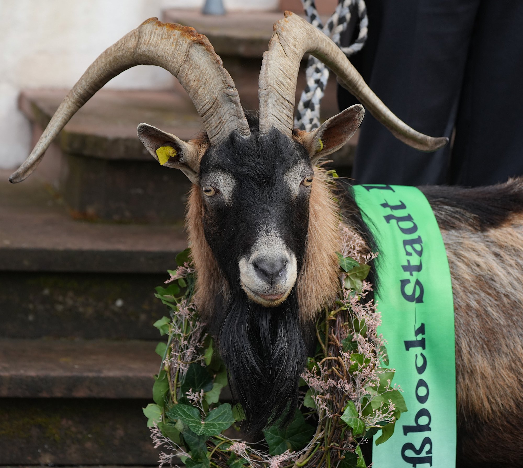 Tributbock Fritz Jüngstes Brautpaar Anton Carola Theimer (Foto: Holger Knecht)