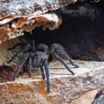 Spinnen faszinieren und beängstigen: peruanische Samtvogelspinne (Foto: Katharina Schneeberg)